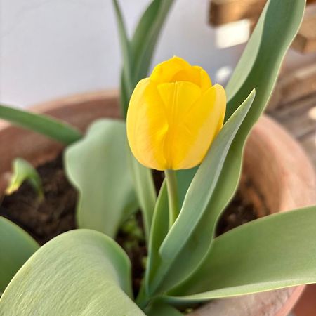 קומו B&B Il Tulipano מראה חיצוני תמונה