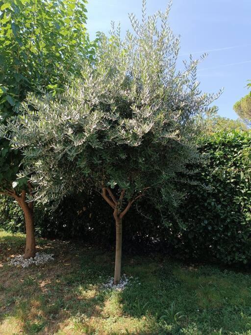 קומו B&B Il Tulipano מראה חיצוני תמונה