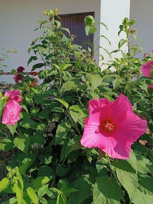קומו B&B Il Tulipano מראה חיצוני תמונה