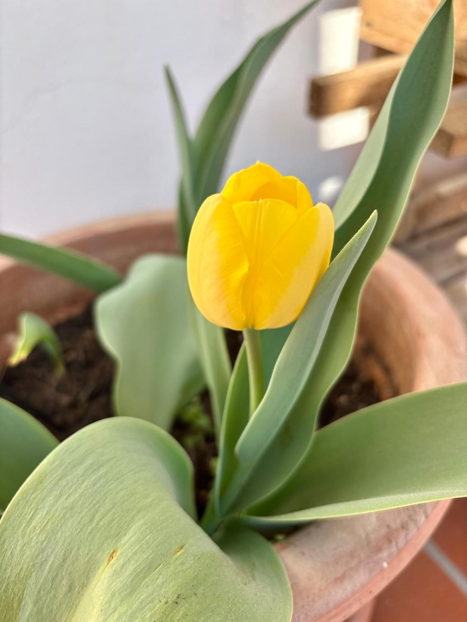 קומו B&B Il Tulipano מראה חיצוני תמונה